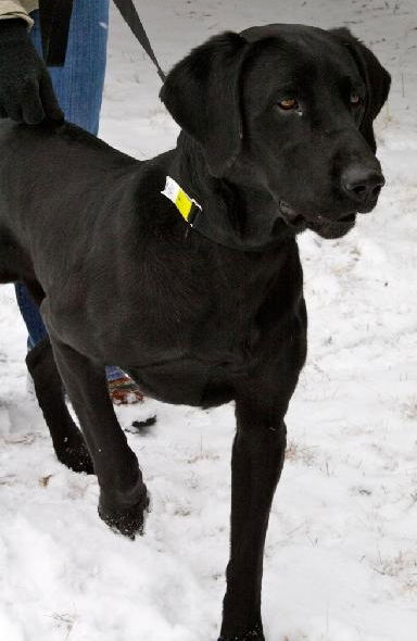 Junior-ADOPTED 03.11.13