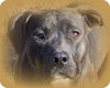 Thunder-ADOPTED-4.23.13