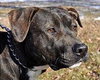 Thunder-ADOPTED-4.23.13