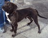 Thunder-ADOPTED-4.23.13
