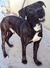 Thunder-ADOPTED-4.23.13