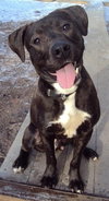 Thunder-ADOPTED-4.23.13