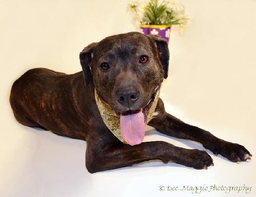 Thunder-ADOPTED-4.23.13