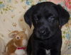 Yg Litter Scarlett - ADOPTED 03.06.13