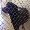 Sunshine-ADOPTED 03.26.13