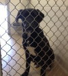Sunshine-ADOPTED 03.26.13
