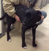 Sunshine-ADOPTED 03.26.13