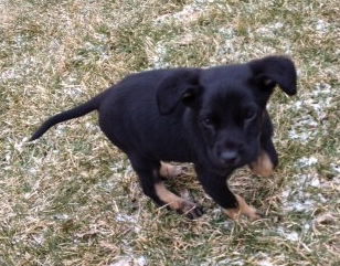 Zg Litter Boscoe - ADOPTED 03.14.13
