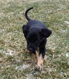 Zg Litter Boscoe - ADOPTED 03.14.13