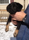 Zg Litter Boscoe - ADOPTED 03.14.13