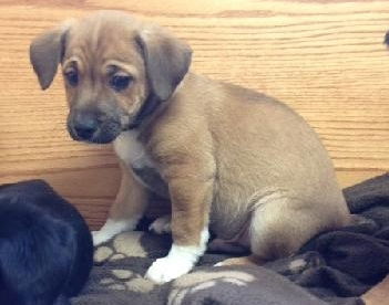 Zg Litter Opie - ADOPTED 03.09.13