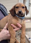 Zg Litter-Johnson-ADOPTED-3.23.13