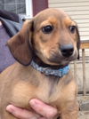 Zg Litter-Johnson-ADOPTED-3.23.13