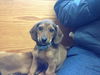 Zg Litter-Johnson-ADOPTED-3.23.13
