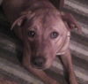 Zg Litter Liddy (Mom) - ADOPTED 09.06.14