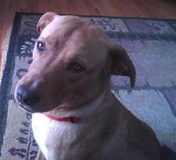 Zg Litter Liddy (Mom) - ADOPTED 09.06.14