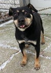 Moses - ADOPTED 03.30.13