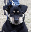 Moses - ADOPTED 03.30.13