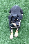 Moses - ADOPTED 03.30.13