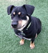 Moses - ADOPTED 03.30.13