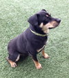 Moses - ADOPTED 03.30.13