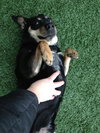 Moses - ADOPTED 03.30.13