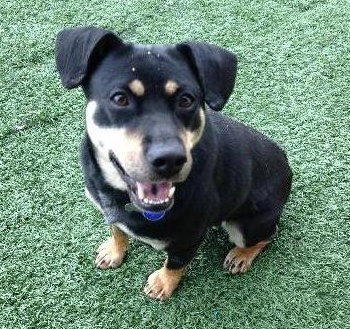 Moses - ADOPTED 03.30.13