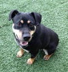 Moses - ADOPTED 03.30.13