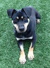 Moses - ADOPTED 03.30.13