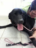 Tesla-ADOPTED 03.10.13