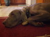 Dublin - ADOPTED 09.08.14