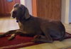 Dublin - ADOPTED 09.08.14