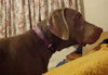 Dublin - ADOPTED 09.08.14