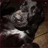 Shirl-ADOPTED 03.25.13