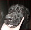 Shirl-ADOPTED 03.25.13