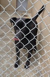 Shirl-ADOPTED 03.25.13