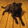 Shirl-ADOPTED 03.25.13