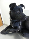 Shirl-ADOPTED 03.25.13
