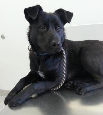 Shirl-ADOPTED 03.25.13