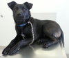 Shirl-ADOPTED 03.25.13