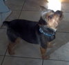 Winston-ADOPTED 04.27.13