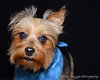 Winston-ADOPTED 04.27.13