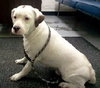 Kirby-ADOPTED 05.07.13