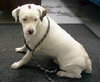 Kirby-ADOPTED 05.07.13