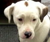 Kirby-ADOPTED 05.07.13