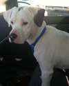 Kirby-ADOPTED 05.07.13