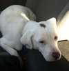 Kirby-ADOPTED 05.07.13