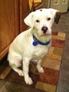 Kirby-ADOPTED 05.07.13