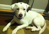 Kirby-ADOPTED 05.07.13