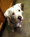 Kirby-ADOPTED 05.07.13